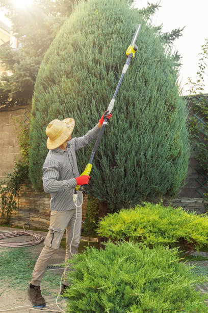 Trusted Bee Ridge, FL Tree Removal and Landscaping Services Experts